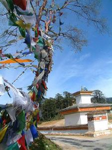 松枝上五彩經幡隨風飄動