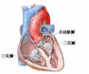 肝頸靜脈回流徵陽性