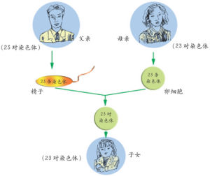 性染色體