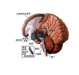 遺傳性小腦萎縮