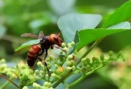 胡蜂[昆蟲綱動物]