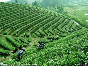 萬畝茶園