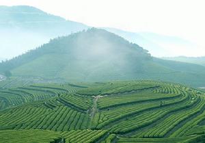 泰順高山茶葉