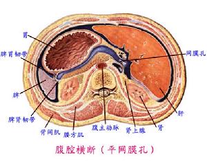 消化系統