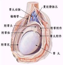 睪丸