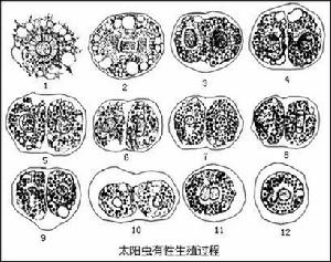 太陽蟲有性生殖過程