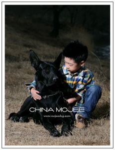 中國墨界犬 CHINA MOJEE