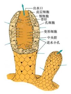 海綿體壁結構圖