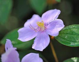 野牡丹[桃金孃目野牡丹科植物]