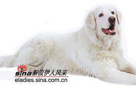 瑪雷瑪牧羊犬