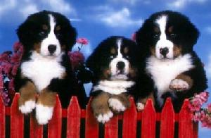 Bernese Mountain Dog