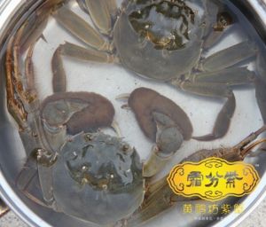 陽澄湖紫蟹