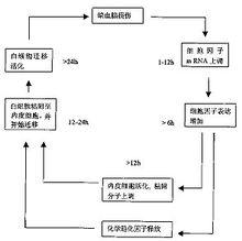 粘附分子與腦缺血