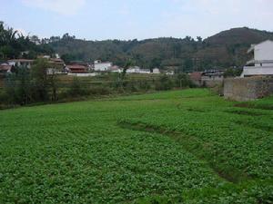 雲南省雲縣茶房鄉茶房村村莊一角圖2