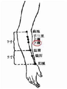 下廉[針灸穴位]