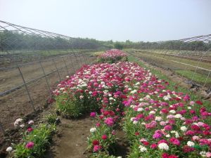 Dianthus chinensis