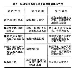 光學顯微鏡製片技術