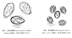 鈍層腹菌