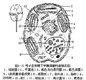 甲藻門心態構造