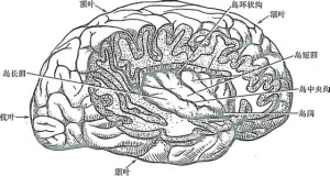 第五腦室