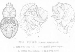 太谷園蛛