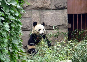 北京動物園