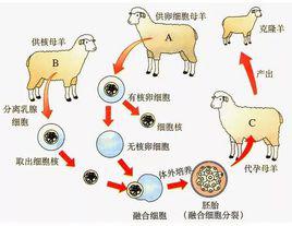 克隆[無性繁殖技術]