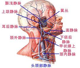 靜脈角