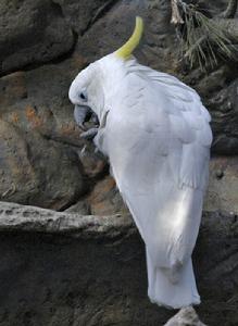 葵花鳳頭鸚鵡紐幾內亞亞種