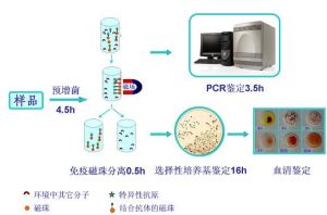 免疫磁珠分離試劑盒