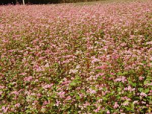 （圖）樹林鄉