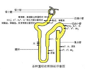 腎小管萎縮病變