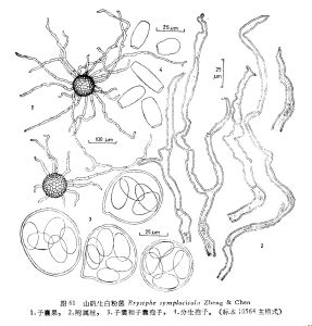 山礬生白粉菌