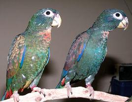 青銅翅鸚鵡