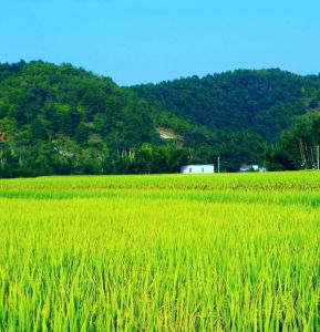 黃坊鄉