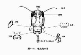 刺舐式口器