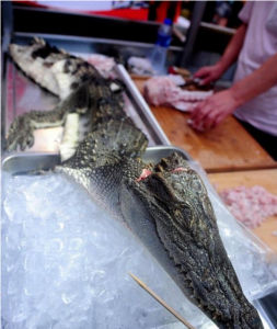 鱷魚擺放在瀋陽街頭一燒烤攤位上