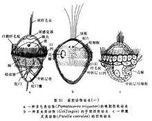 擔輪幼蟲示意圖