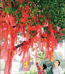 《雷場相思樹》