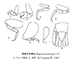 寬腕真海精戎