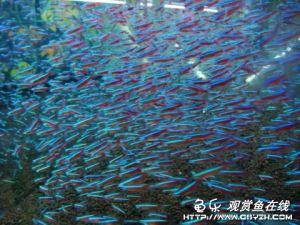 玻璃扯旗魚