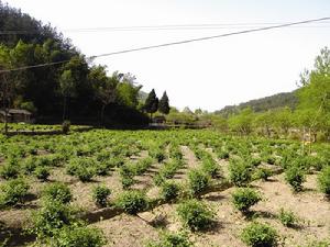 圖2 羅田縣金銀花種植基地