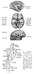 腦循環示意圖1