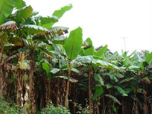 阿里河自然村-香蕉種植