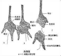 多甲藻目