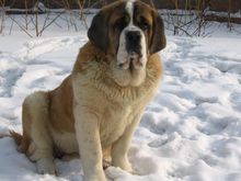 St. Bernard (dog)