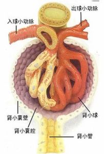 腎小囊