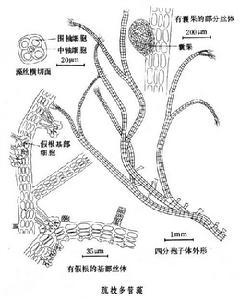 多管藻屬