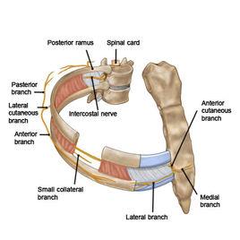 肋間神經