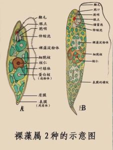 裸藻